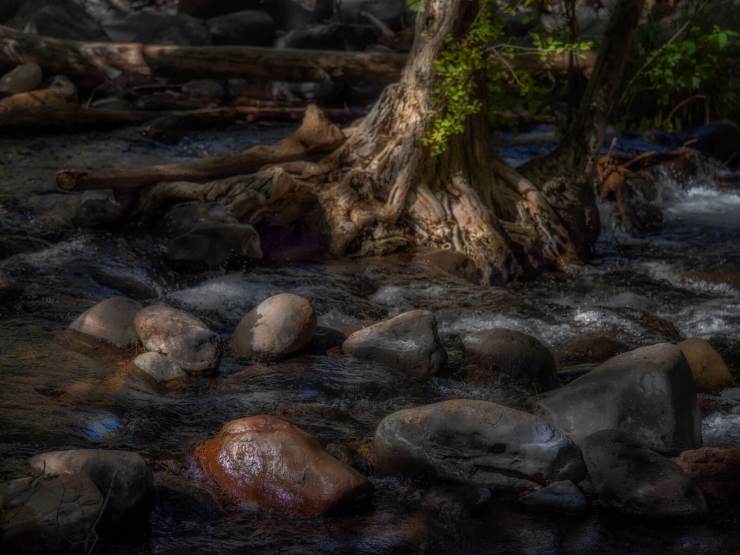 tree root rocks and stream photo